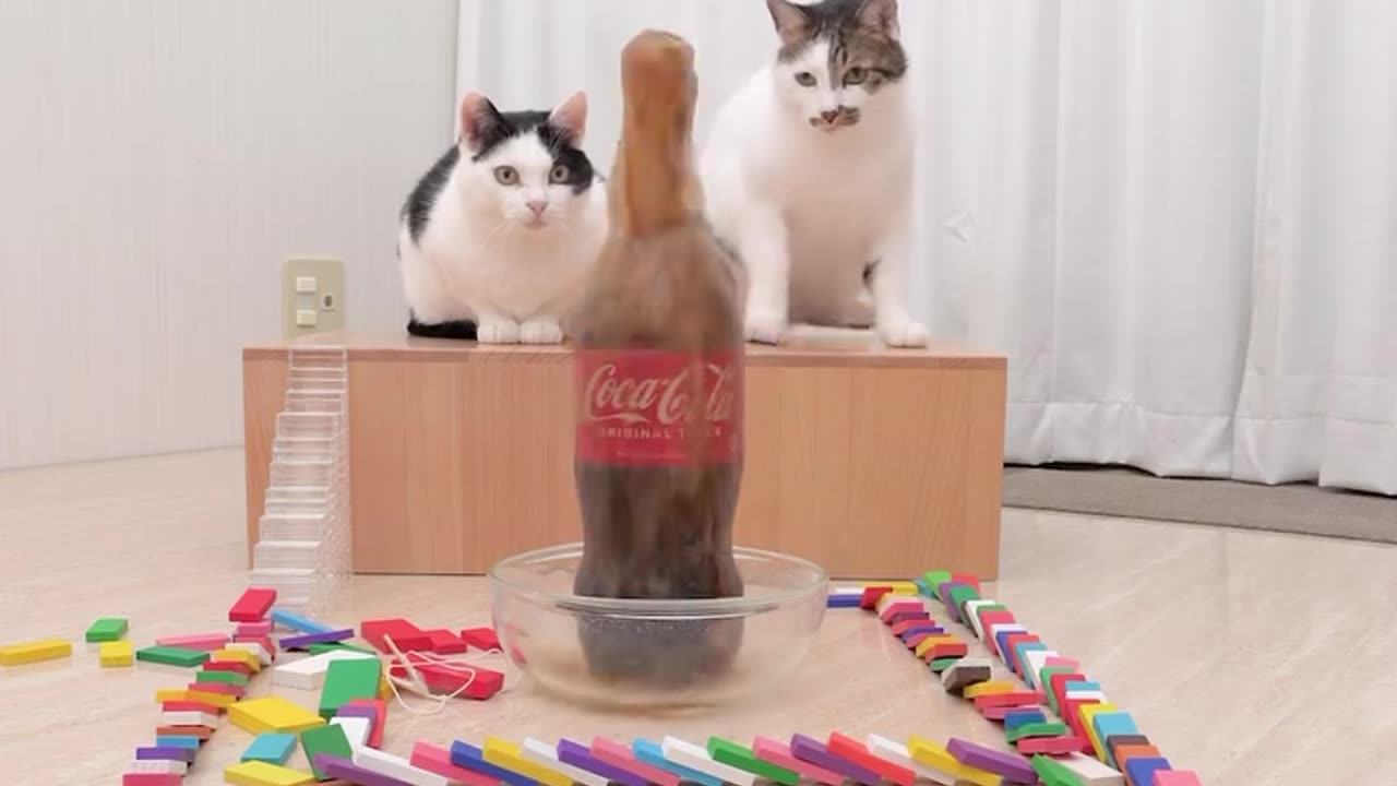 Cats and Mentos Cola 😂😆