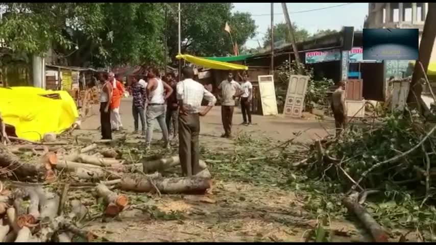 शनि मंदिर के पास 150 साल पुराना विशाल पीपल का पेड़ गिरा,बाल बाल बचे लोग,बोले घुस ने खोखली कर दी धरती