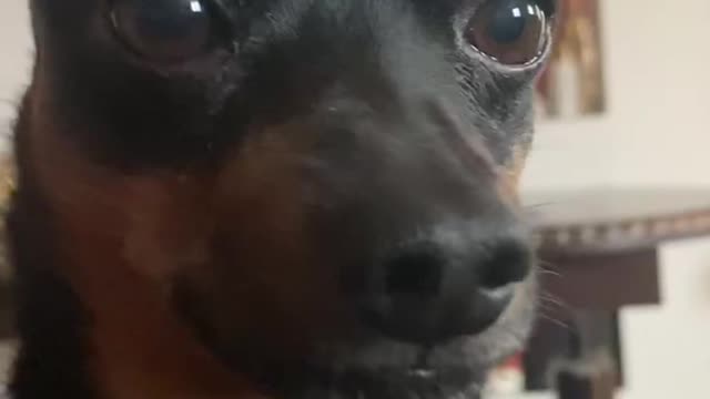 Bambi is graceful today!