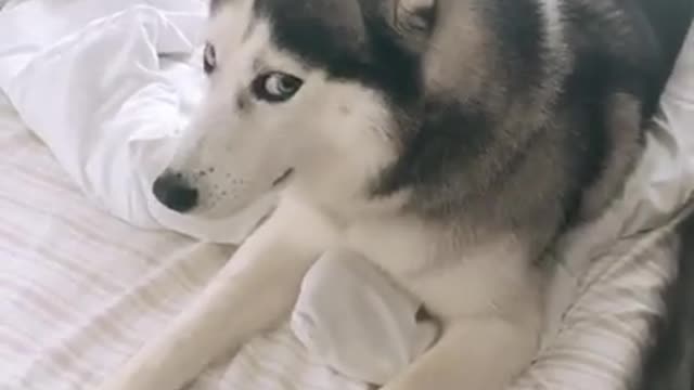 Best funniest 🤣dogs- Awesome videos of funniest dogs