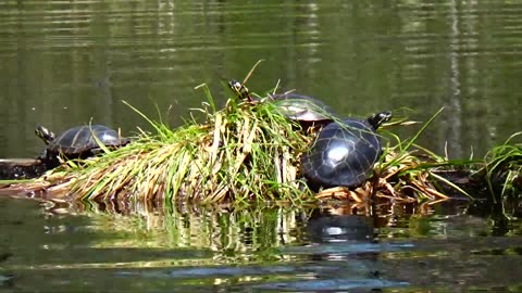 Painted Turtles