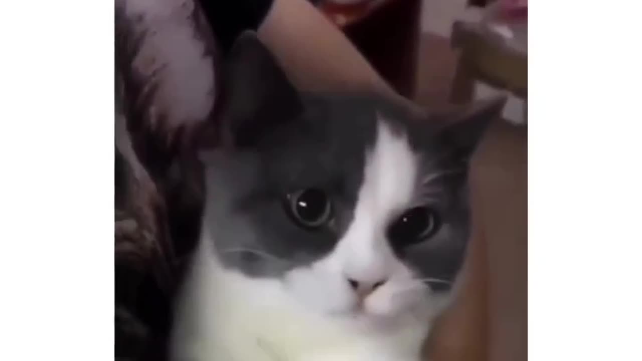 Most watched cat funny reaction