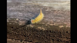 Caterpillar in Tarklin Bayou