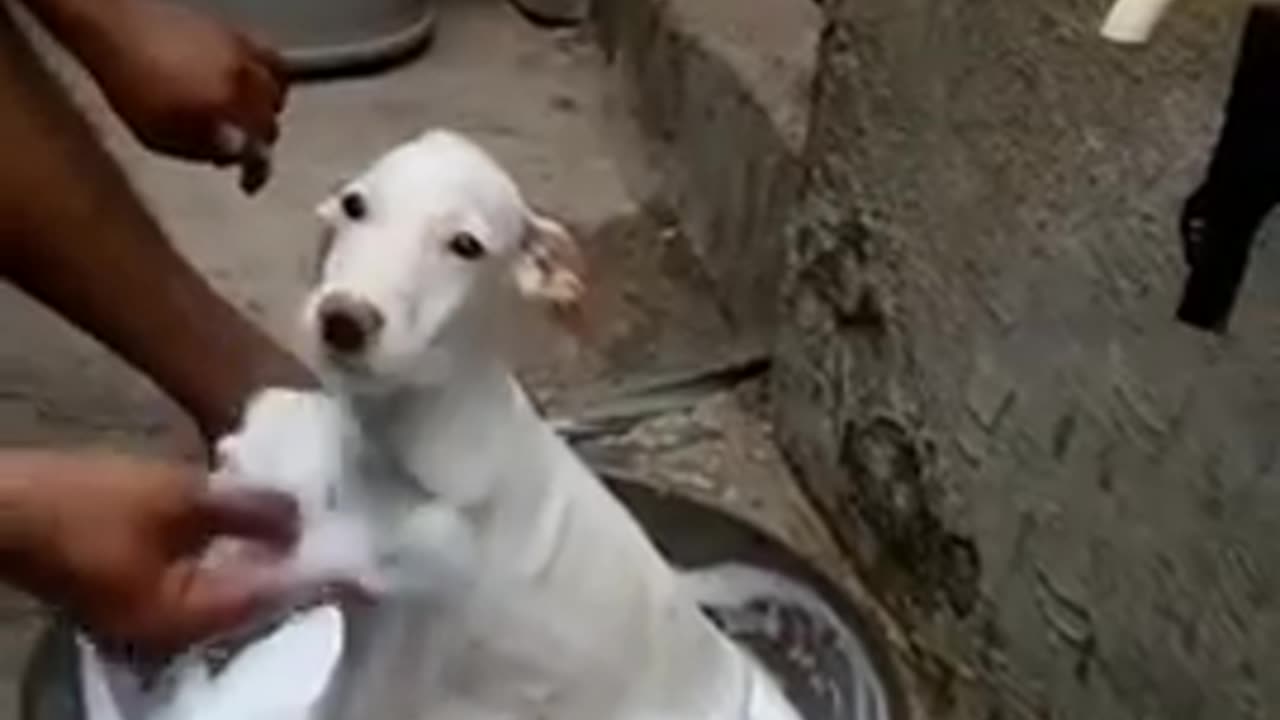 Smart DOG Bathing