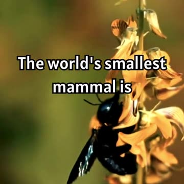 The Bumblebee Bat- World's Smallest Mammal! 🦇✨ #animals #didyouknow #facts #bumblebee