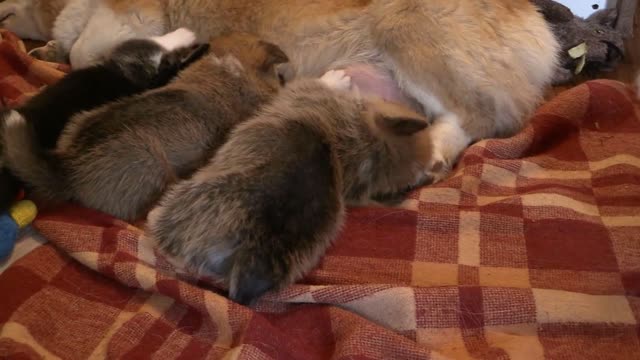 feeding time for corgi puppies