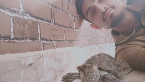 Funny video, feeling happy, tortoise