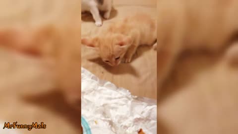 Kittens Who Really Don't Want to Share Their Food (2020)