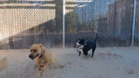 Feeling Brainy? Test Your Smarts With This Dogs Quiz