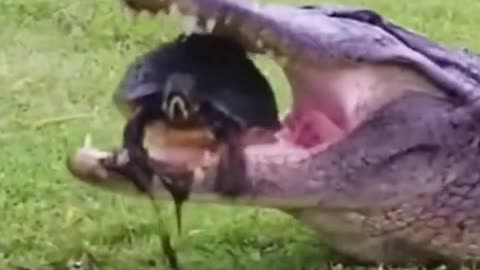 crocodile