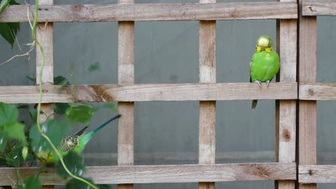 Cute And Funny Animals Video