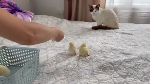 The Funniest Cat Reaction to Baby Chicks [Try Not to Laugh]