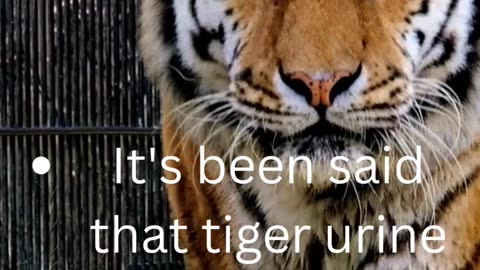 facts about tigers...10/50