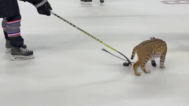 Bobcat Plays with Hockey Players on the Ice