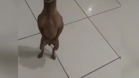 Cachorro dançando - Tente não rir #Short