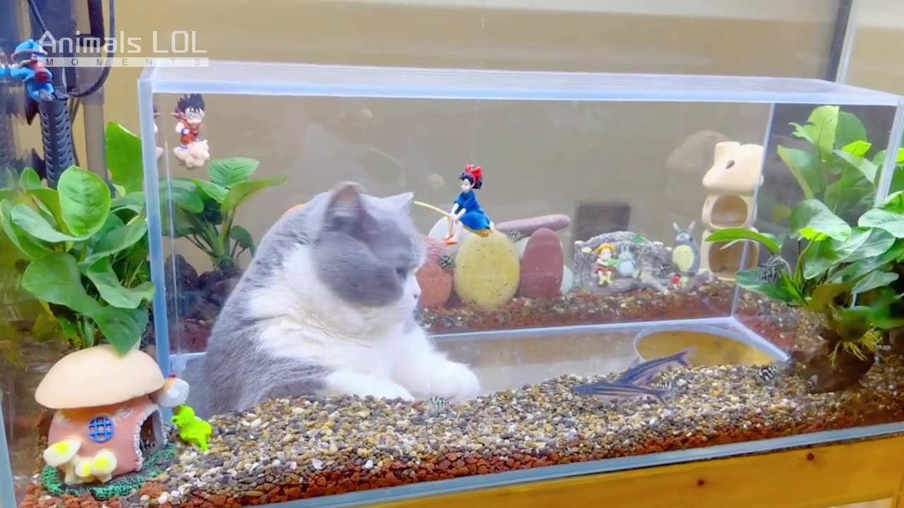 The Extraordinary Fish Tank Designed Exclusively for Cats😍