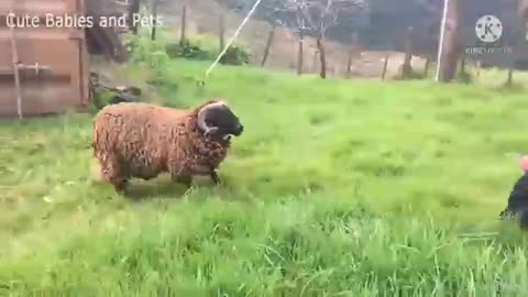Funny pet movement in the world cute animals funny moments