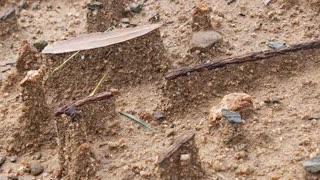 Rain Creates Tiny Canyon-Like Formations in Backyard