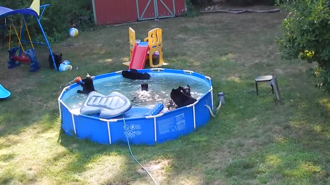 A bear family takes a dip in our pool - Part II