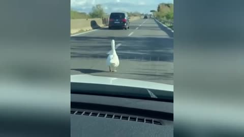 Via Pontina, l’anatra bianca passeggia tra le auto che sfrecciano