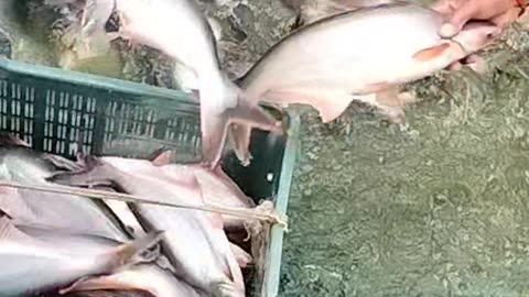 Pangasius fish 🐟🐠🔥