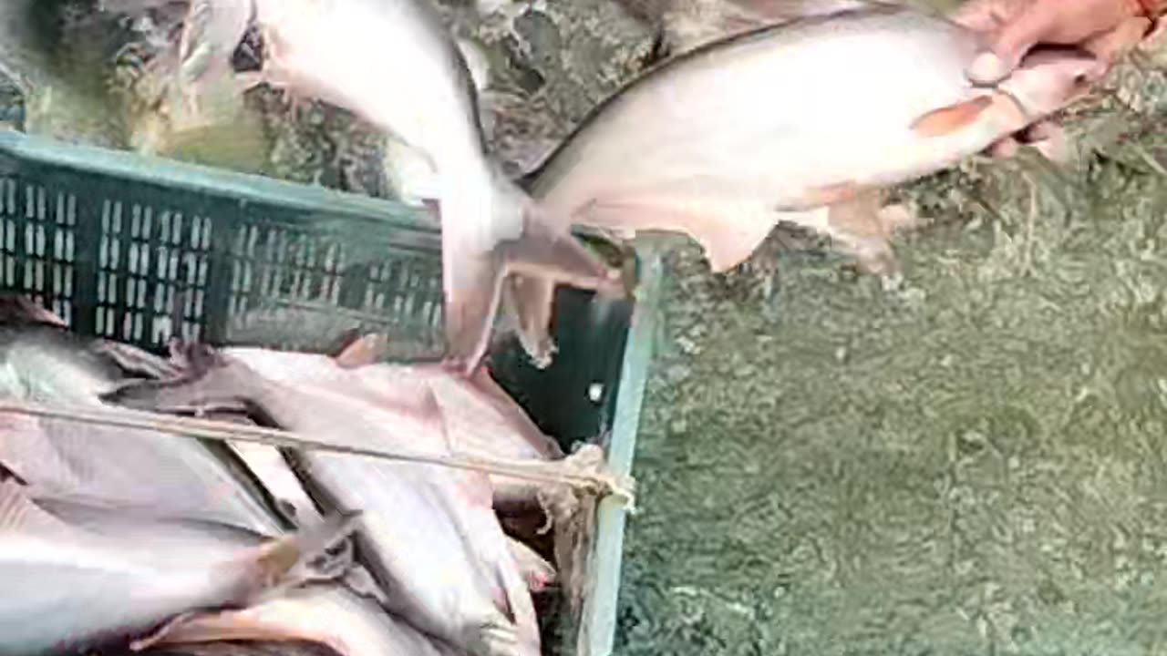 Pangasius fish 🐟🐠🔥