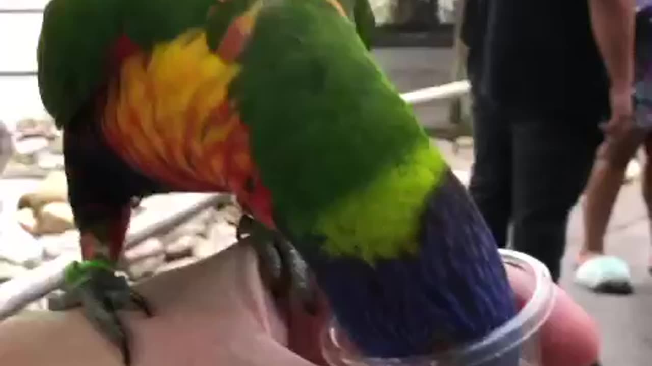 Feeding Birds @ Nashville Zoo