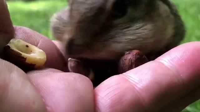 Hi everyone please welcome Mr Fuji to my chipmunk family