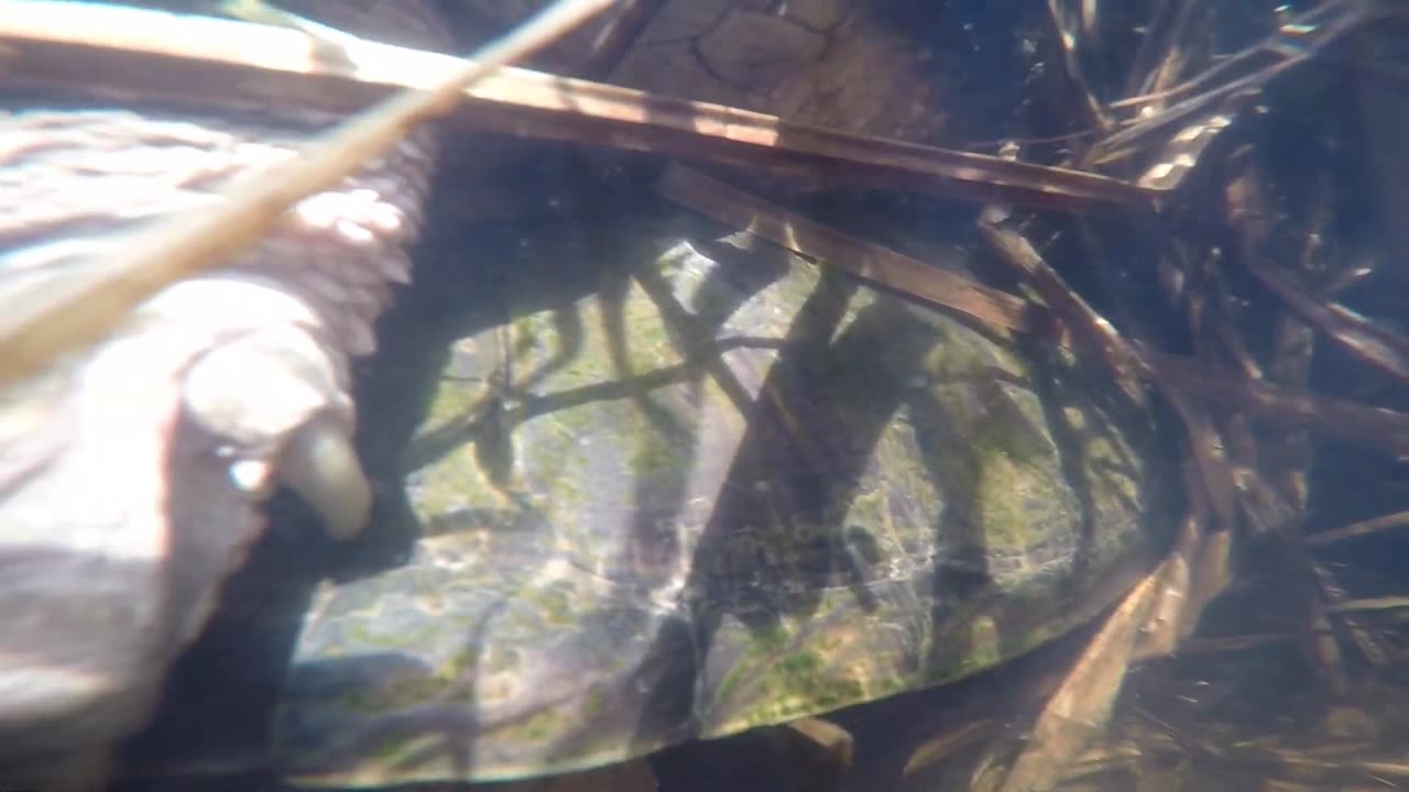 Snapping Turtles Mating