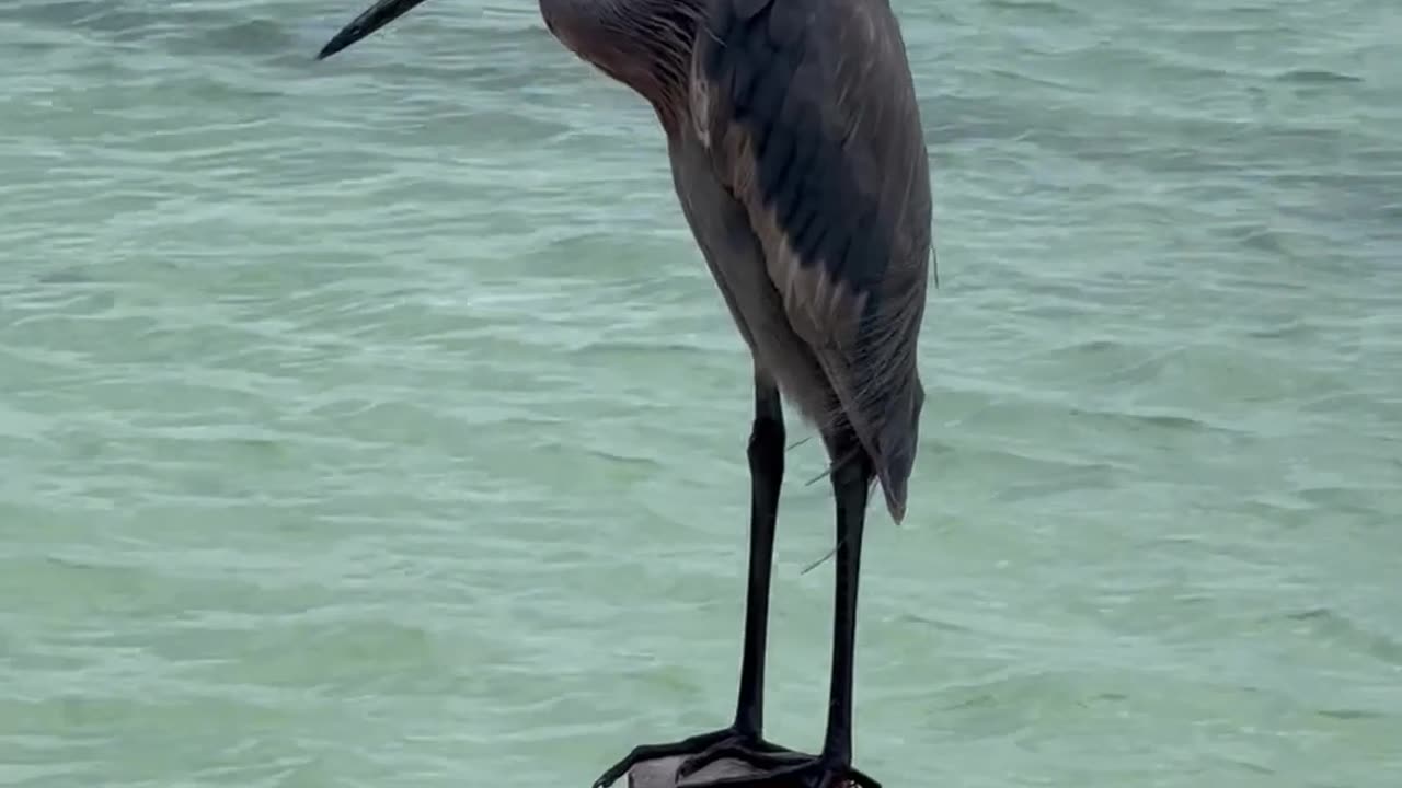 A Reddish Egret In Riviera Maya