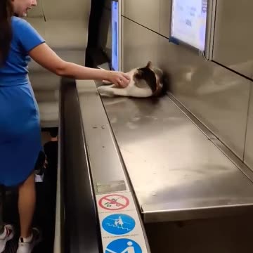 Turkey cats in Istanbul are beautiful! Турецкие кошки прекрасны!