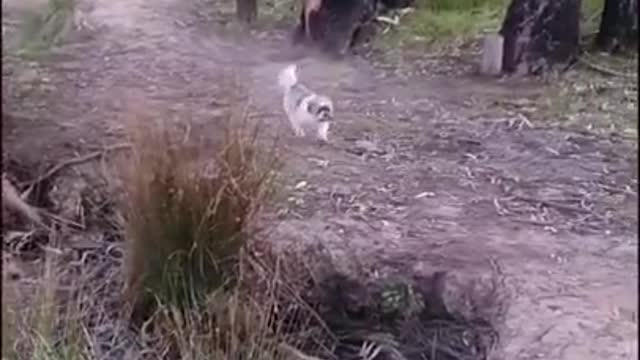 Hilarious Cow Vs Dog 🐄 🐕 - Funny Animal Videos 2021