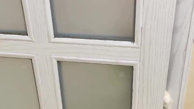 funny cat