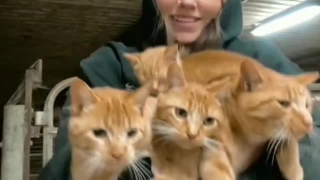 Girl holding a bunch of cats