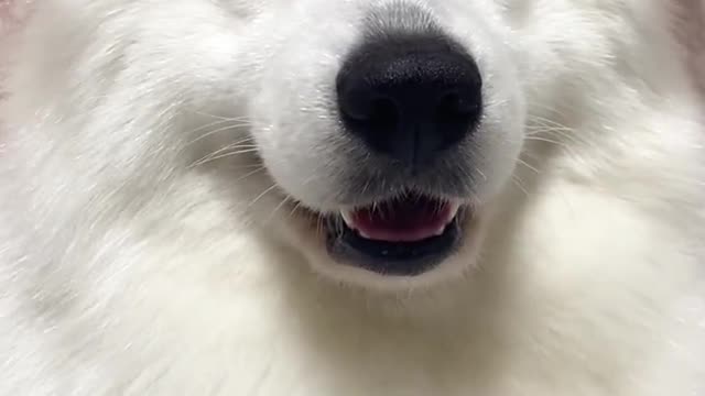 Another day of confession Samoyed jam