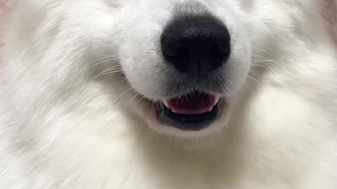 Another day of confession Samoyed jam