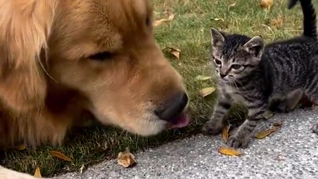 Dog and cat friendship