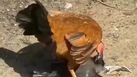 Chicken VS Crow Fight