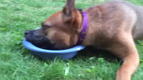 Have you ever seen a dog drink and eat with a mouse