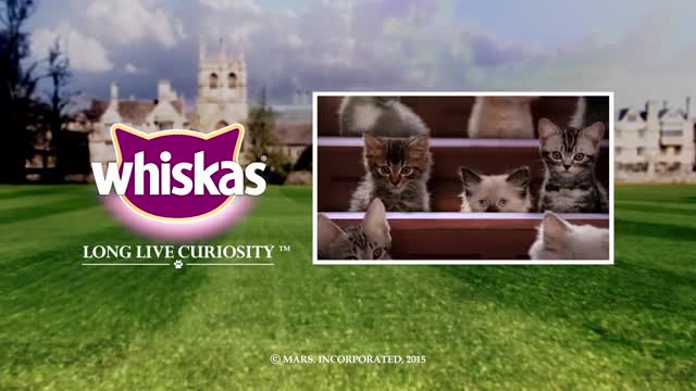Indoor Kitten Breeds _ Kitten Kollege_5