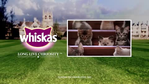 Indoor Kitten Breeds _ Kitten Kollege_5