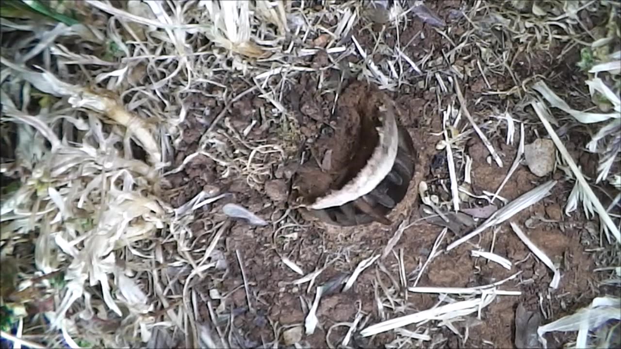 Trapdoor Spider Snatches A Brown Beetle