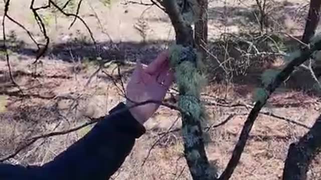 Harvesting Usnea