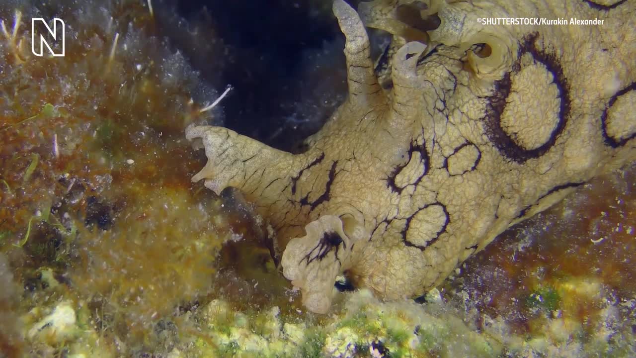 DO NOT PUBLISH_Why do sea slugs steal stings_ _ Natural History Museum