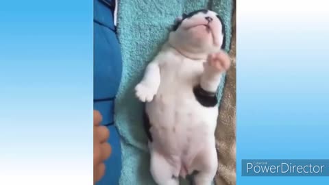 Best Funny Animal Videos 2023 😅