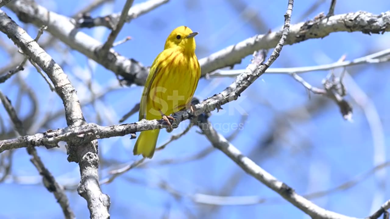 Bird cheering beautiful birds