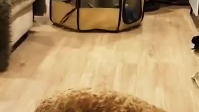 Funny dog video
