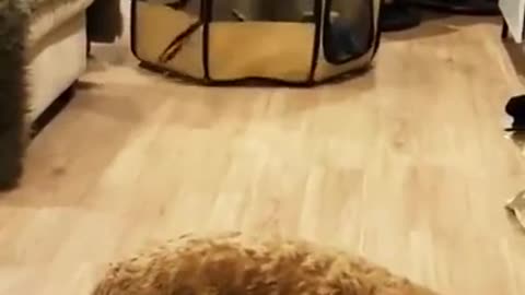 Funny dog video