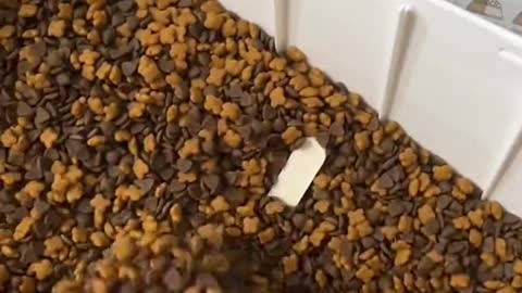 puffed himself up deeply and blew