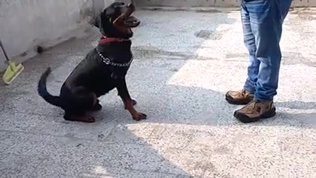 Dog Training video